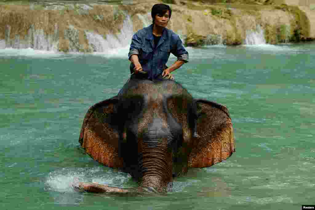 A mahout rides an elephant at Tad Sae Waterfall outside Luang Prabang, Laos.