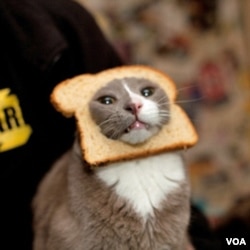 Kucing ini mungkin tidak senang dengan roti yang melingkari kepalanya, seperti sebuah bingkai foto.