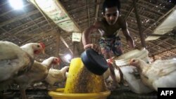 ရန်ကုန်မြို့ပြင်က ကြက်မွေးမြူရေးခြံတခုရဲ့ ယခင်မှတ်တမ်းဓာတ်ပုံ။ (အောက်တိုဘာ ၂၄၊ ၂၀၁၃) 