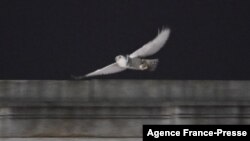A snowy owl flies above Union Station in Washington, DC, on Jan. 13, 2022. 