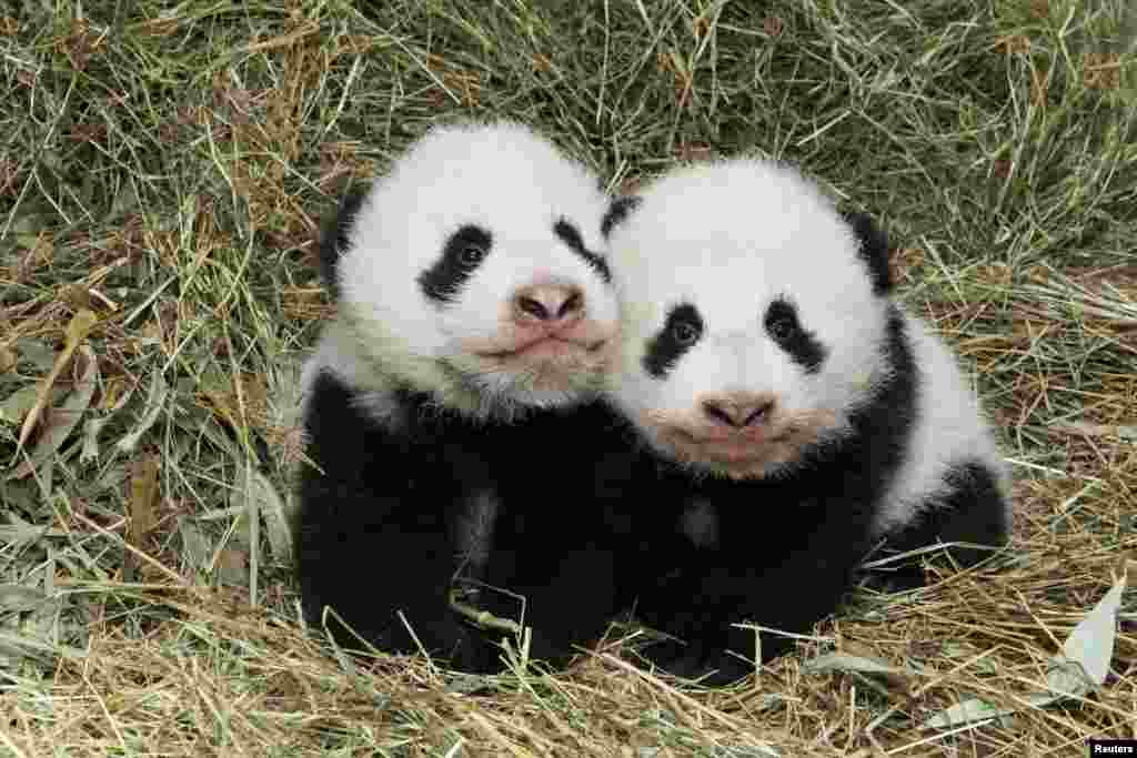 Giant Panda twin cubs, which were born on Aug. 7, are seen at Schoenbrunn Zoo in Vienna, Austria.