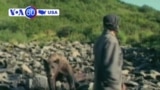 Ayı qurbanının sonuncu fotosu ~ Qoruğda nadir virus 3 adamı öldürdü