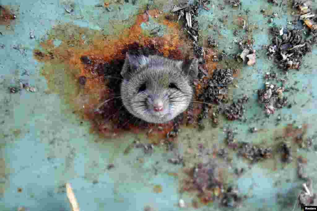 A rat's head rests as it is constricted in an opening in the bottom of a garbage can in the Brooklyn borough of New York.