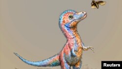 Baby Dinosaur 