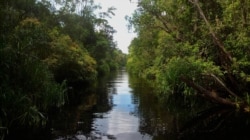 Taman Nasional Tanjung Puting di Kalimantan Tengah (foto: Wikipedia).
