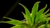 2020, Larangan Ganja Medis Akan Digugat ke MK