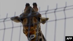 Benito the giraffe is seen in his enclosure at the Central Park of Ciudad Juarez, Chihuahua state, Mexico on Jan. 21, 2024, before being transferred from Ciudad Juarez Central Park to African Safari zoo located in the Puebla state, central Mexico.