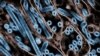 CDC says bird flu virus likely mutated within a US patient
