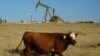 FILE - A cow walks through a field as an oil pumpjack and a flare burning off methane and other hydrocarbons in the background in the Permian Basin in Jal, New Mexico, Oct. 14, 2021. 