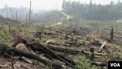 Indonesia harus melakukan kampanye gencar bahwa produk kayu yang diekspor bukan hasil pembalakan liar (illegal logging).