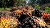 Tumpukan buah sawit milik PT Perkebunan Nusantara VIII Kertajaya di Banten, 19 Juni 2012. (Foto: REUTERS/Supri)