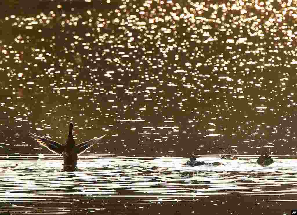 Ducks swim on a small river in the outskirts of Frankfurt, Germany.