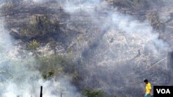 Menurut pengurus Greenpeace Indonesia, perusakan hutan masih terjadi di wilayah-wilayah yang seharusnya dilindungi (foto: dok).