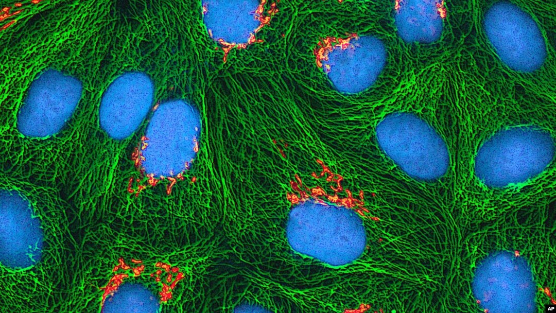 Cancer Cells