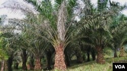 Perkebunan kelapa sawit, menggeser keberadaan hutan adat di Papua? (foto dok: perkebunan kelapa sawit/ilustrasi).