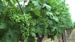 California Winemakers Target China