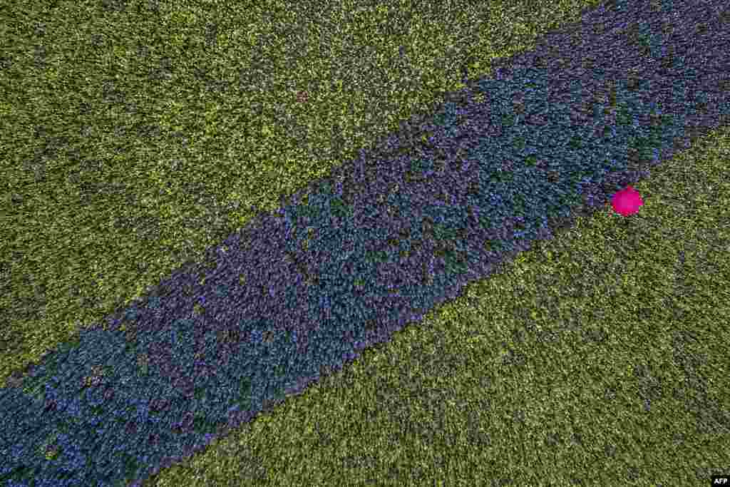 An aerial view shows a stroller walking with a pink umbrella in a field with blue and yellow plants in Cologne, western Germany.