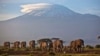 Krdo odraslih i malih slonova hoda u podnožju planine Kilimandžaro u Tanzaniji, u Africi. 17. decembar, 2012. (Foto: AP/Ben Curtis)