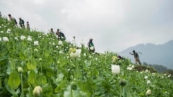 ကချင်ပြည်နယ်ရှိ ဘိန်းစိုက်ပျိုးမှု (ဖေဖော်ဝါရီ၊ ၁၉၊ ၂၀၁၆)