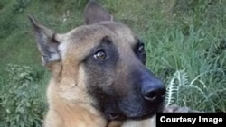 Diesel was killed in a raid following the Paris terrorist attacks.