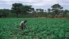 crops (VOA)