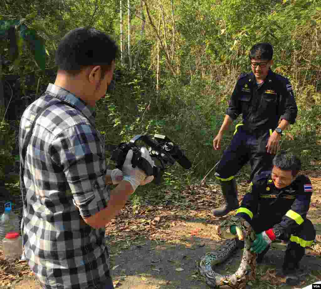 Mai dauikar hoton bidiyo na VOA, Zinlat Aung, na daukar hoton 'yan kwana kwana suna kokarin sakin wata mesa da suka kamo daga cikin birnin bangkok a daji.