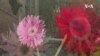 Blooms in East Harlem (1)