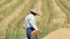 စပါးတင်းတရာဈေး ၁၀ သိန်းကျော်အထိ ဈေးတက် 