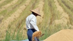 သယ်ယူပို့ဆောင်ရေး စာရိတ် ထပ်ပေါင်းပြီး ဈေးတက်လာတဲ့ ရိက္ခာဈေးကွက်