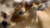 FILE - A banteng. (AP Photo)
