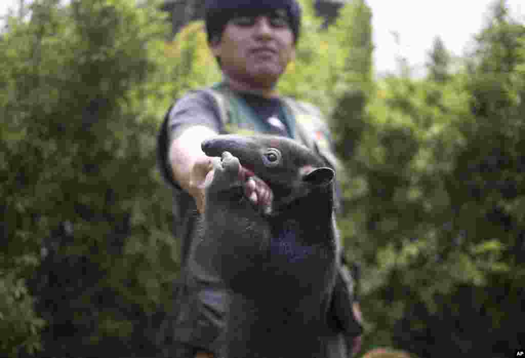 A zoo vet plays with a 3-year-old tamandua anteater, at the Huachipa Zoo, on the outskirts of Lima, Peru.