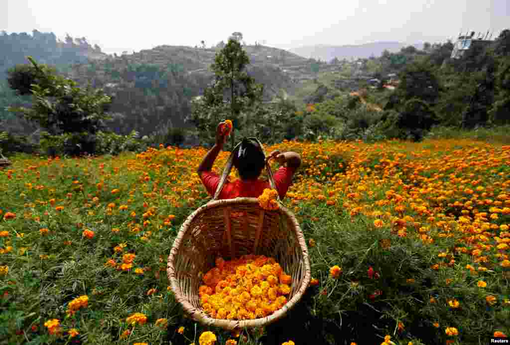 Wata mata na tsikar furanni domin ta siyar da su a kasuwar bikin Diwali a Nepal &nbsp;