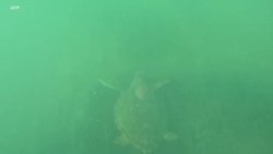 Une barge-hôpital unique en Tunisie pour la réhabilitation des tortues marines