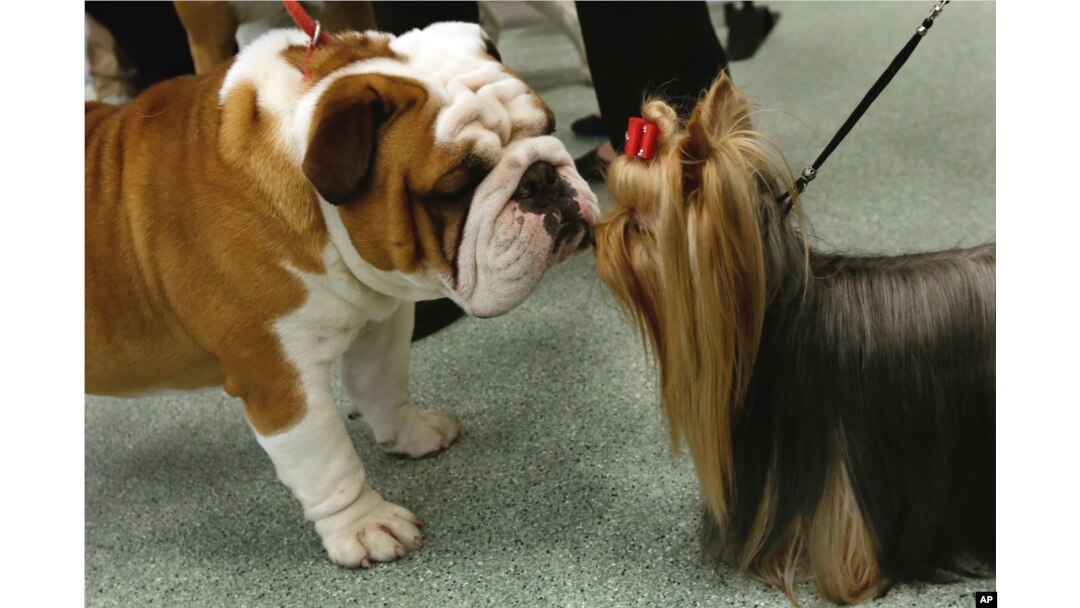 Daily, a bulldog, and Seguin, a Yorkshire terrier, meet nose to nose as the American Kennel Club's rankings were announced in New York, March 21, 2017. Bulldogs were the fourth most popular dog in 2016, while Yorkies ranked ninth.