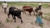 Opposition Party Says Zimbabwe Land Reforms Ruined Vibrant Economy
