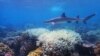 Great Barrier Reef Alami Pemutihan Karang yang Meluas
