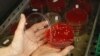 FILE - An employee displays MRSA bacteria strain - a drug-resistant 'superbug' - inside a petri dish containing agar jelly for bacterial culture in a microbiological laboratory in Berlin, March 1, 2008.
