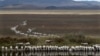 FILE - A flock of sheep drink from a dam at the edge of the dried-up Lake George, about 250 kilometers (155 miles) southwest of Sydney, Australia, on March 3, 2015. Australian researchers have developed technology to produce water from hot air. 