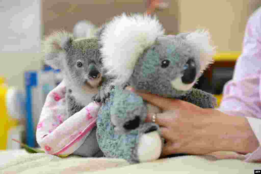 This handout photo received from the Australia Zoo shows Shayne, a nine-month-old orphaned baby koala who has found solace cuddling a fluffy toy koala in the absence of his dead mum, as he recovers from the trauma of her death. The baby was taken to the Australia Zoo Wildlife Hospital, run by the family of &quot;Crocodile Hunter&quot; Steve Irwin, where doctors said he was overcoming his terrifying ordeal with the help of a toy koala as he learns to be independent.