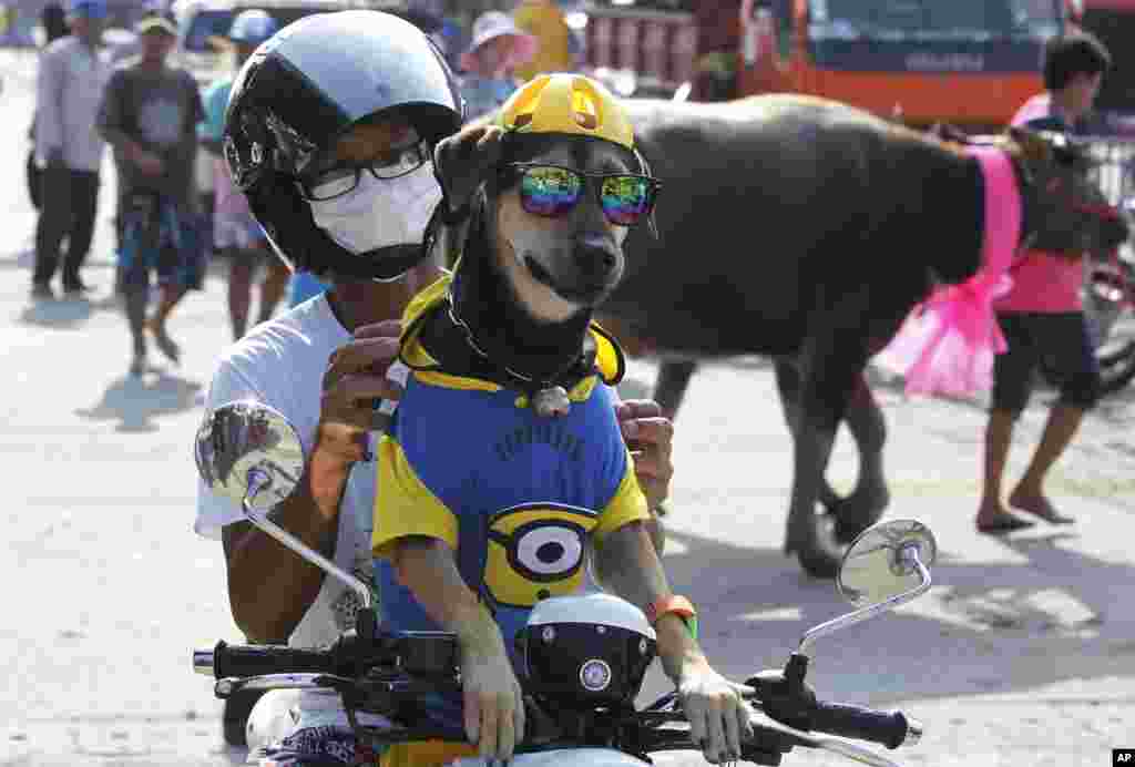 A man and his dog sit on his motorcycle watching the water buffalo race in Chonburi Province south of Bangkok, Thailand.
