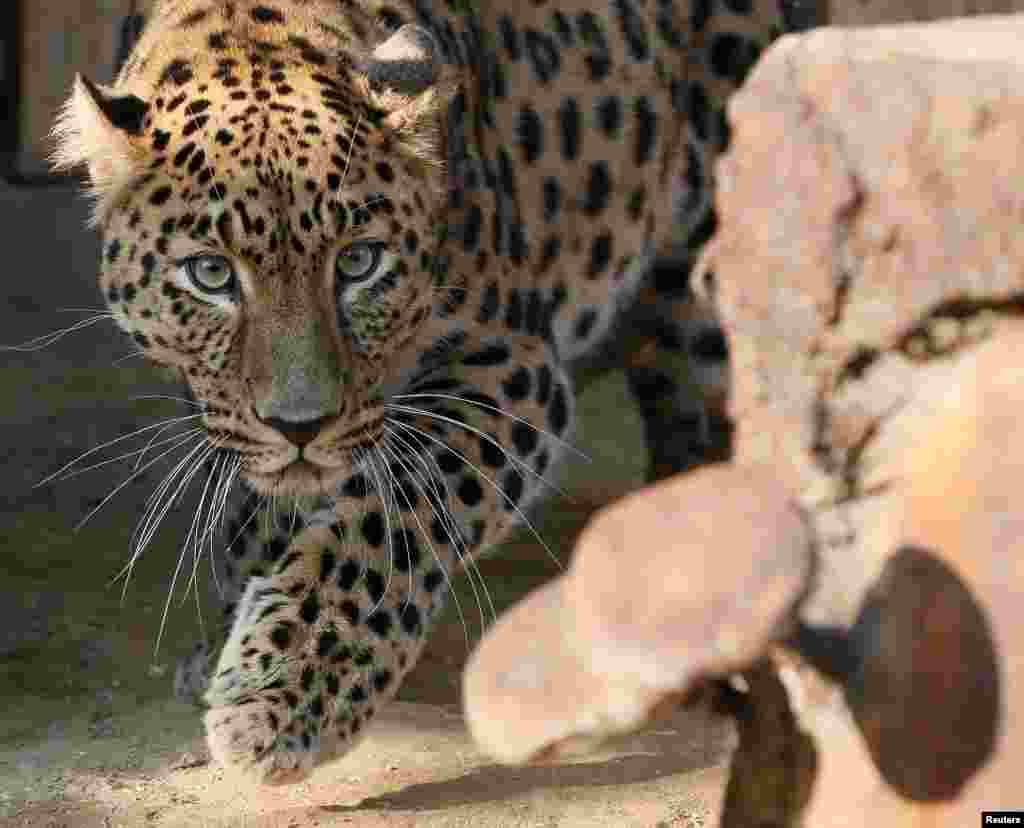 Amur leopard or Far Eastern leopard named Kirin, a 7-year-old male born in the Prague Zoo, walks at its new enclosure at the Royev Ruchey Zoo on the suburbs of the Siberian city of Krasnoyarsk, Russia.