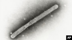 Оваа слика од електронски микроскоп од 2005 година покажува птичји грип А H5N1. 