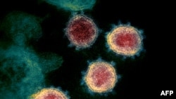 electron microscope image shows SARS-CoV-2