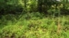 Знайдіть на цьому відео американського снайпера - сухопутні війська США задали загадку Інтернету