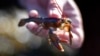 Seorang pakar biologi di Friendship Long Island, Maine, menunjukkan benih lobster, 9 Mei 2016. (Foto: Ilustrasi/AP)