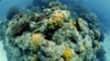 Great Barrier Reef, Australia, Pacific Ocean.