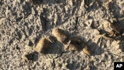 This undated photo provided by Grzegorz Niedzwiedzki shows fossilized plant-eating dinosaur feces found in the Holy Cross Mountains, Poland.