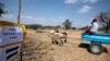 EleZimbabwe Selibambane le-United Nations Ekubuthaniseni I-US$420 Million Yokuphathisa Abalambayo
