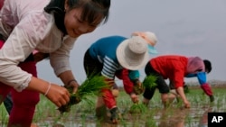 Petani Korea Utara menanam bibit padi di ladang Koperasi Sambong, Provinsi Pyongan Selatan, Korea Utara, 17 Mei 2019. (Foto: AP)