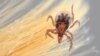 นักกีฏวิทยาจัดทำแผนผังดีเอ็นเอของเห็บกวางซึ่งแพร่เชื้อ Lyme Disease ได้สำเร็จ